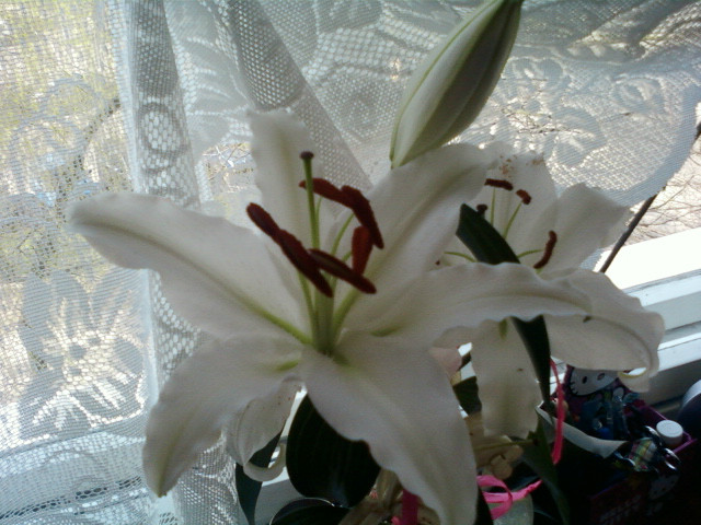 Just.... Lily.