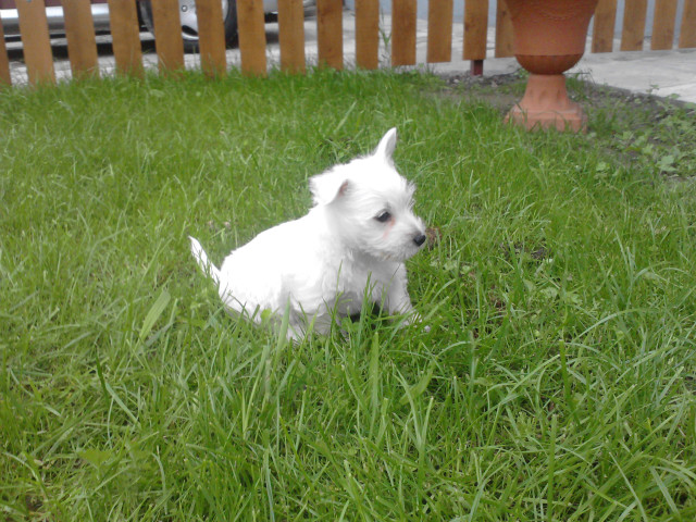 Ferbi :D