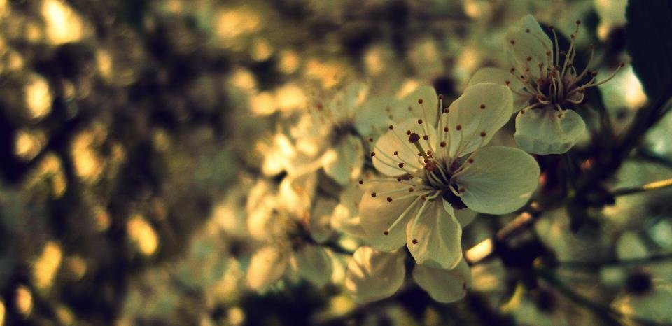 chocolate flowers