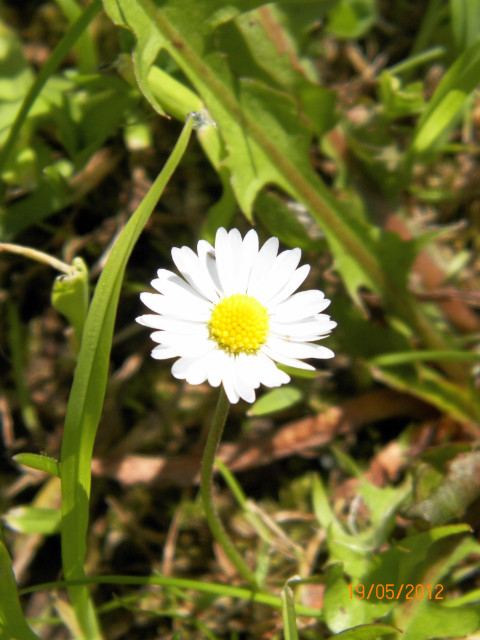 Daisy :)