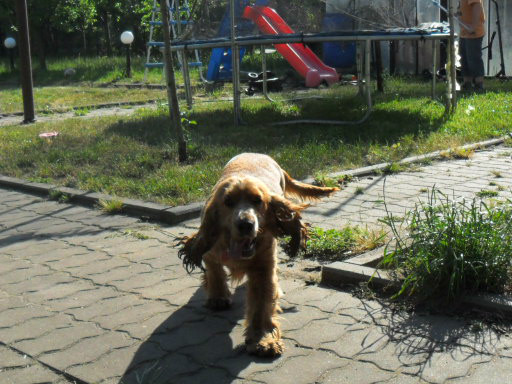 Mj piesek Biblu
