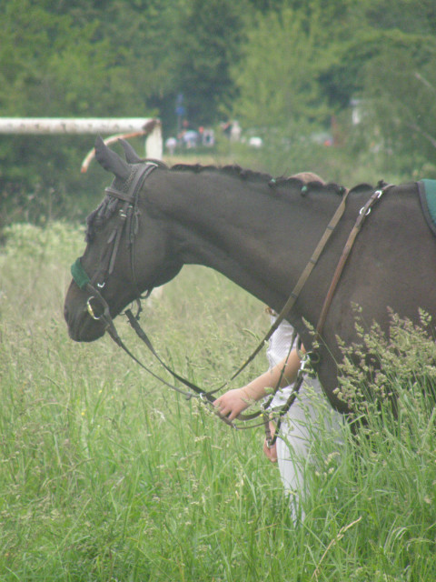 Gawot  (Przemyl, 03.06.2012)