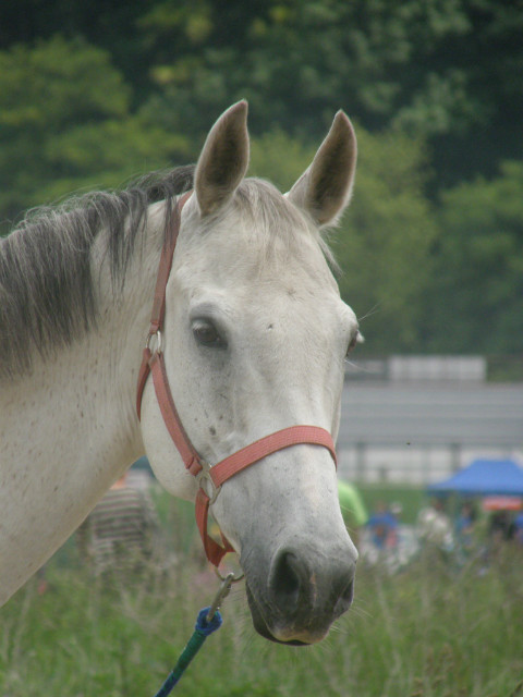 Piker  (Przemyl, 03.06.2012)