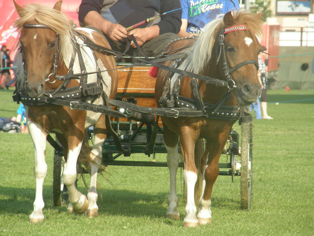 Kucyki  (Przemyl, 03.06.2012)