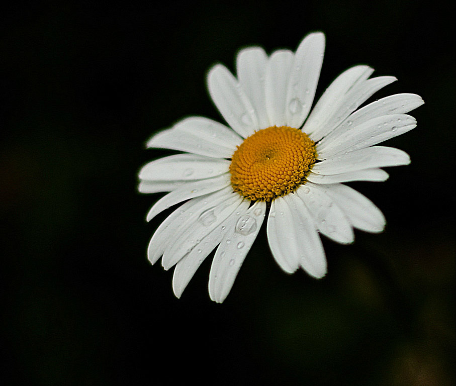 margerytkowo.....