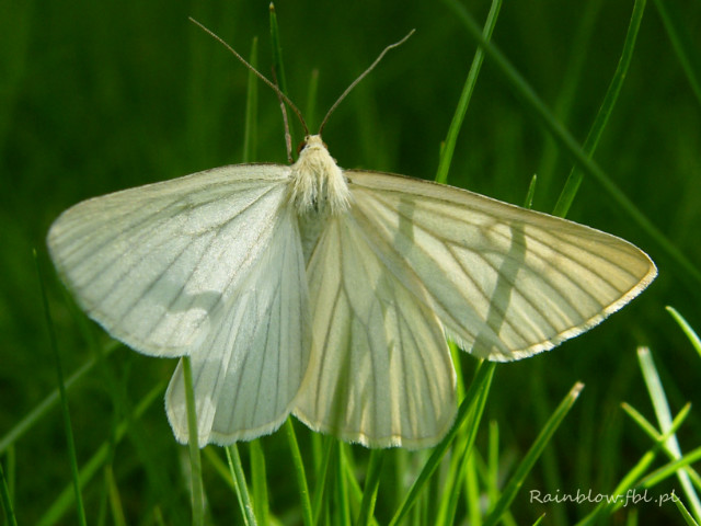Motyl.