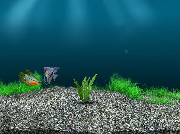 rybka nemo