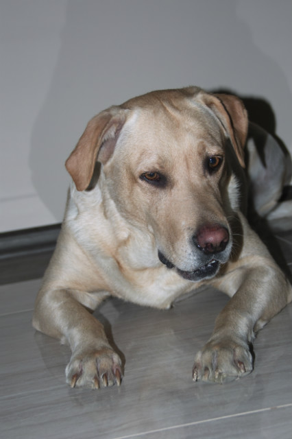 Daila
