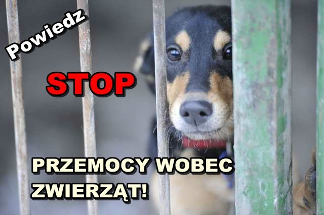 stop przemocy wobec zwierzt