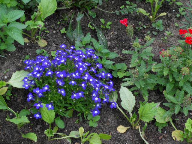 moja flora 1