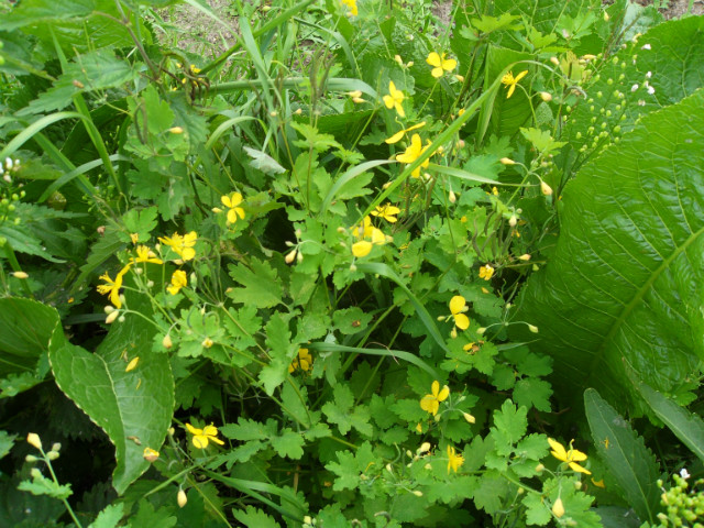 moja flora 2