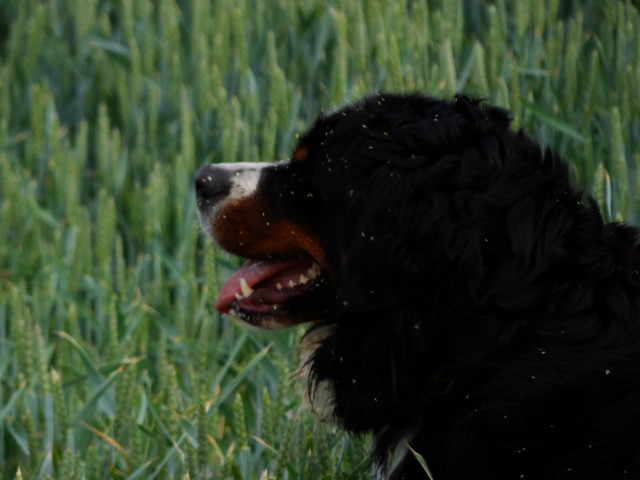 most impolite dog in the world.