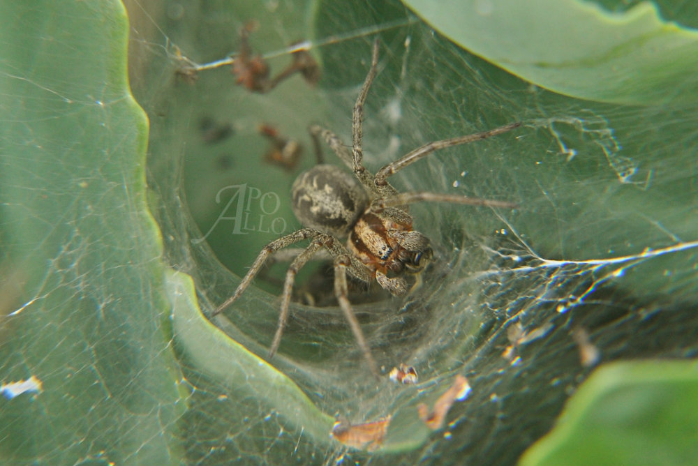 Spiderrr