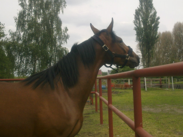 Fatima