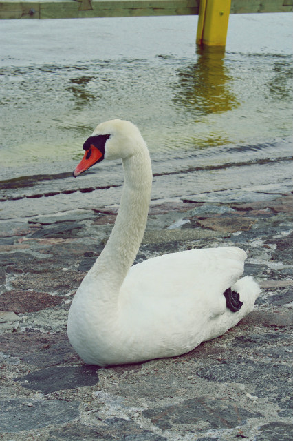 Silver Swan.