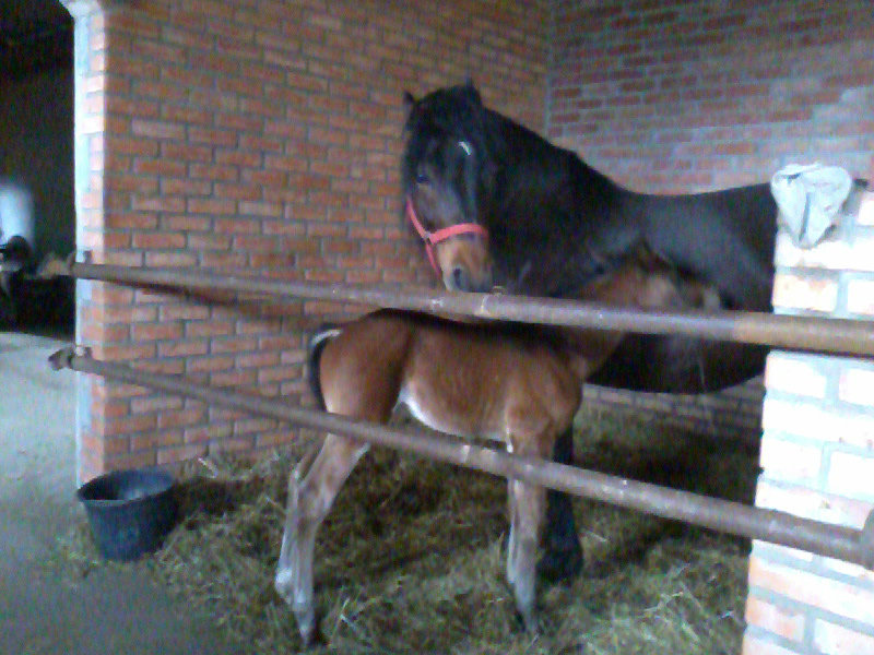 Lira i rebak