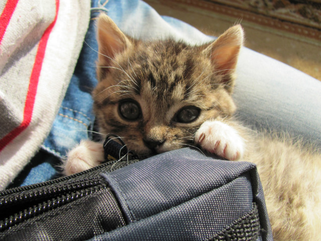 kicia