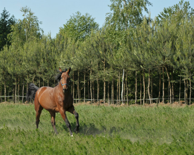 Karinka