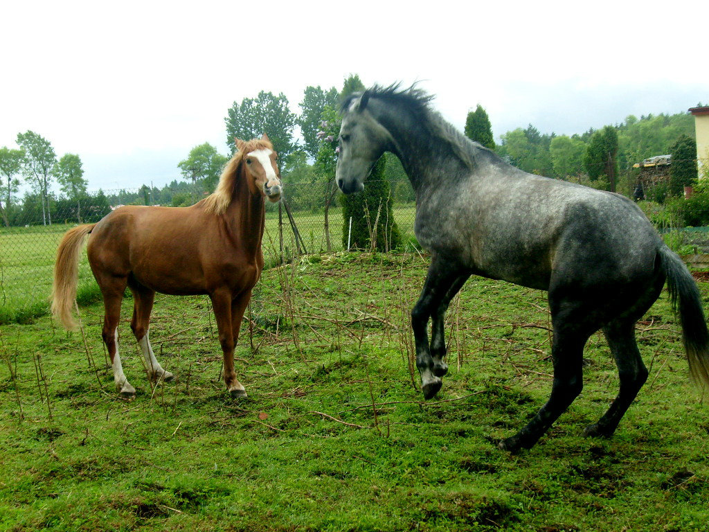 Ferrari i Bohun ; )