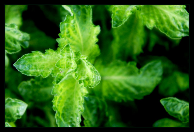 spearmint