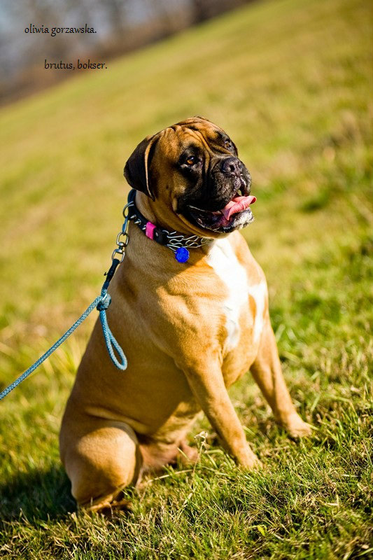 brutus 
