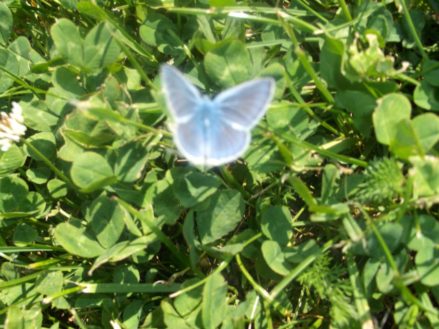 Motyl.