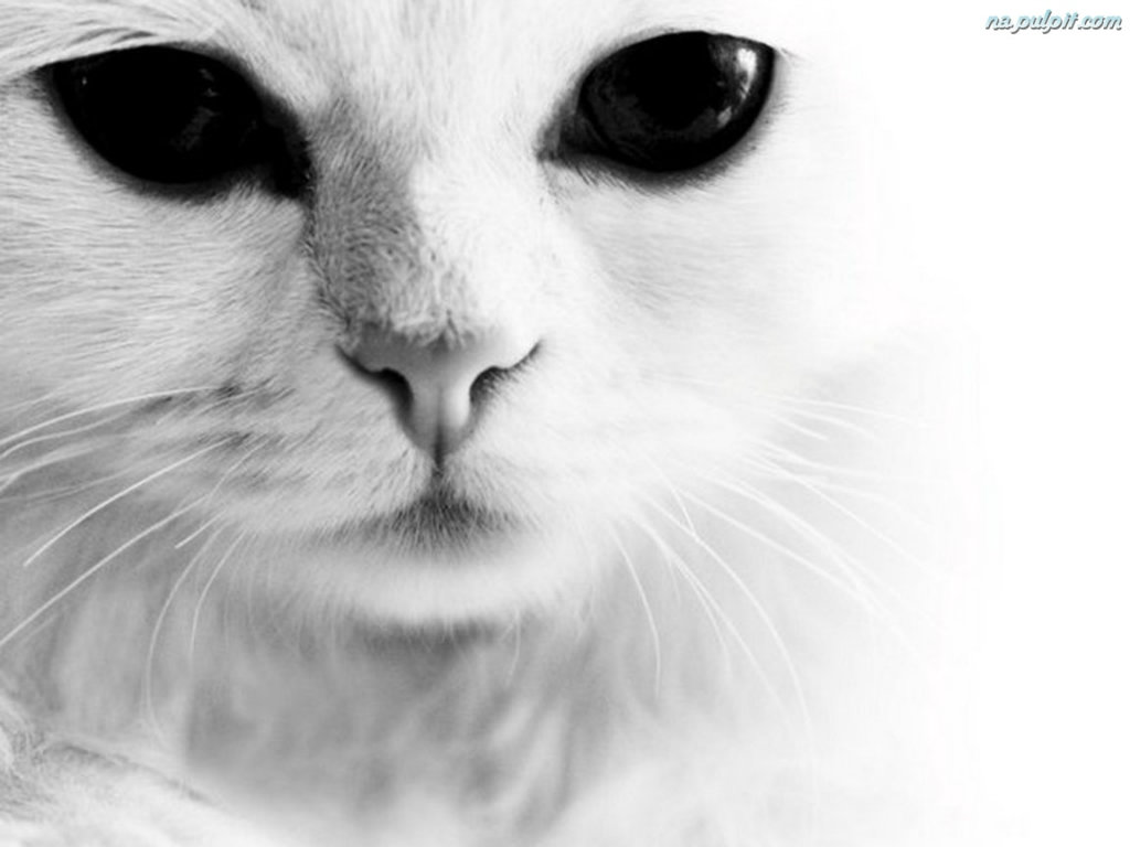 kotw kat ma oczy zielone