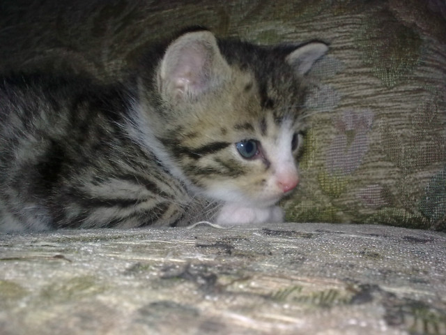 mj kociak ;  *