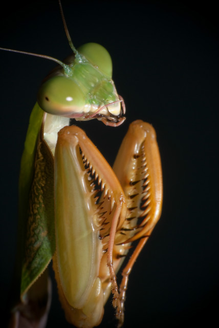  Alalomantis 
