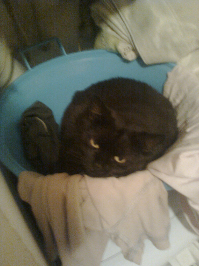 Cat i dz.