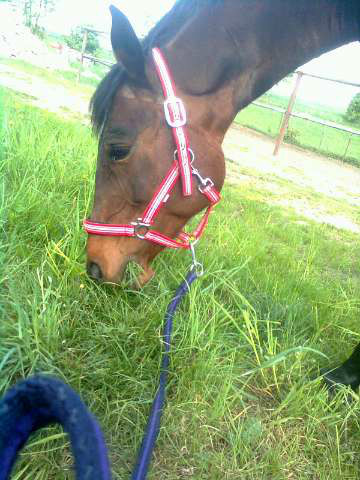 Jastarnia :*