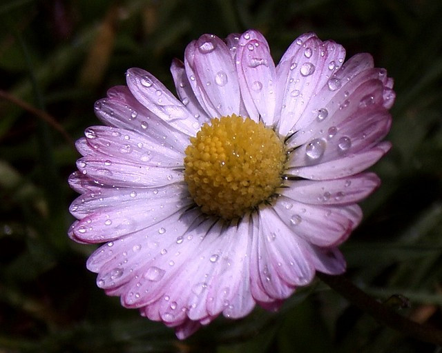 Poranna rosa
