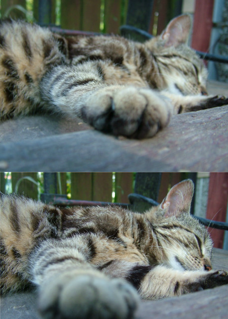 Kotu x2