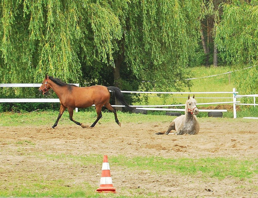Black Horse Part Two.