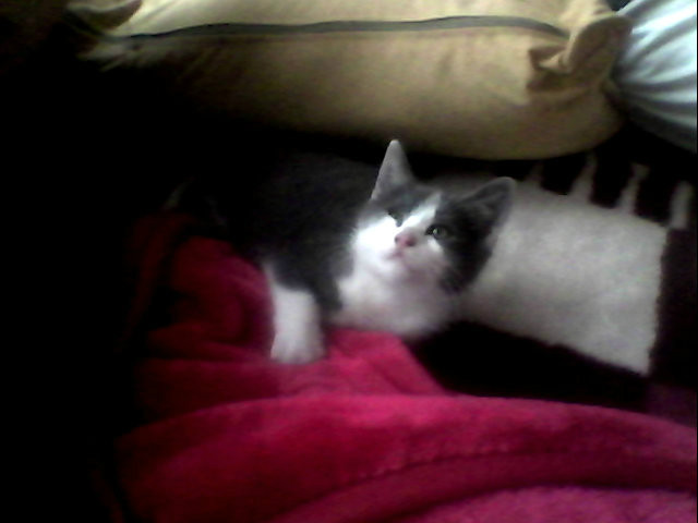 Minia:*
