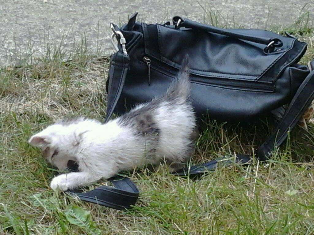 Kitty