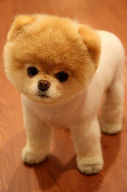 boo