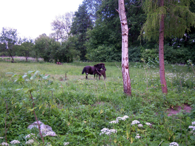 Cieszyno, czerwiec 2012