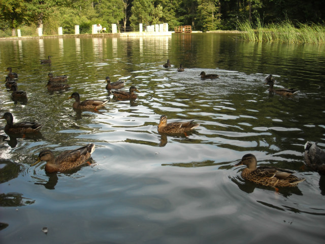 Ducks!