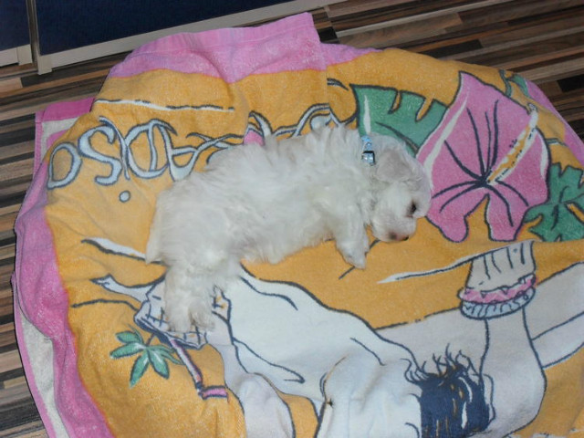 tofik