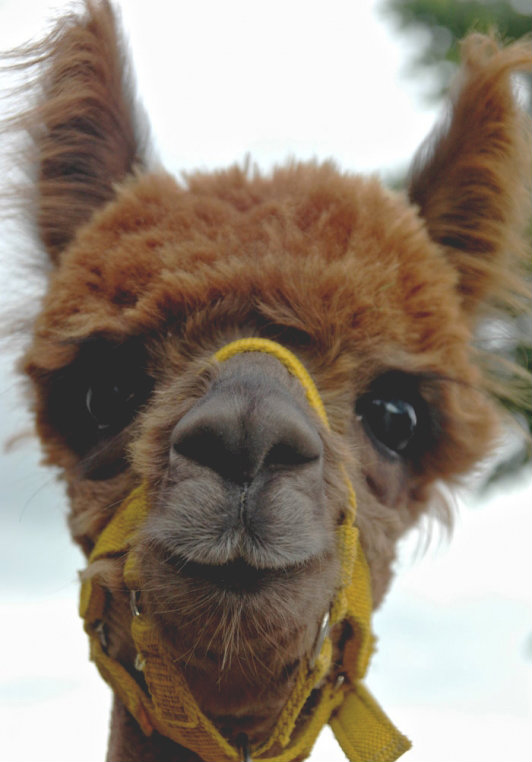lama