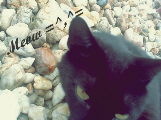 Meooow =^,^=