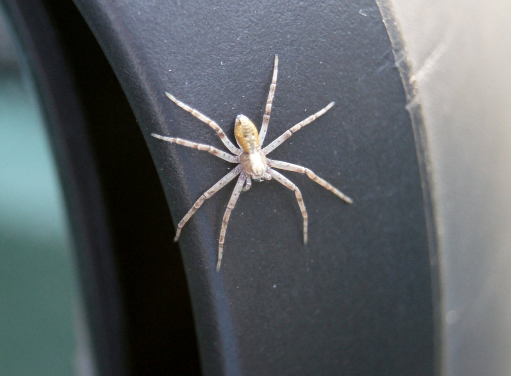 Spider