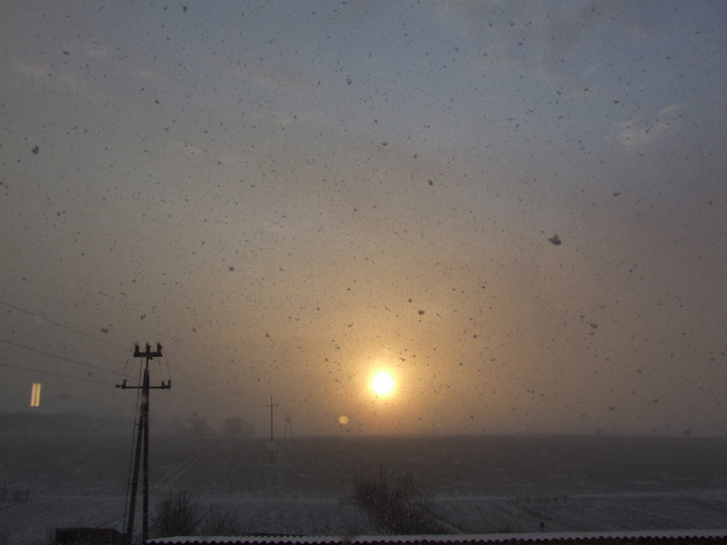 Burza niena