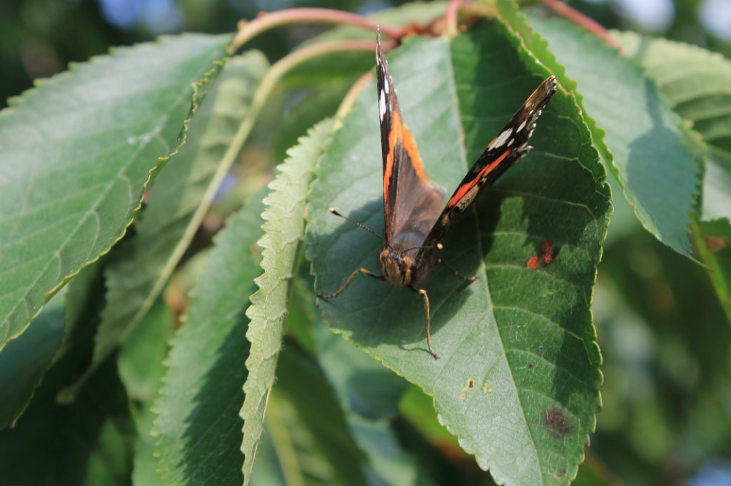 chwilka zapomnienia