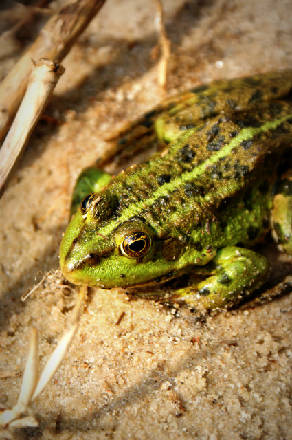 kropka