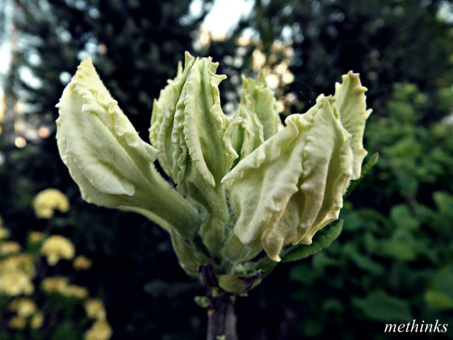 plante.