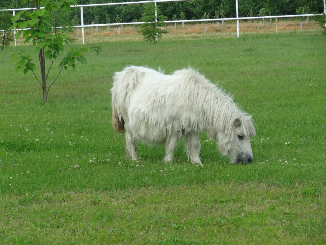 kucyk z ,,Epoki lodowcowej'' xd 