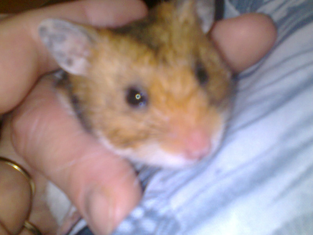 Mj nowy chomcio:)