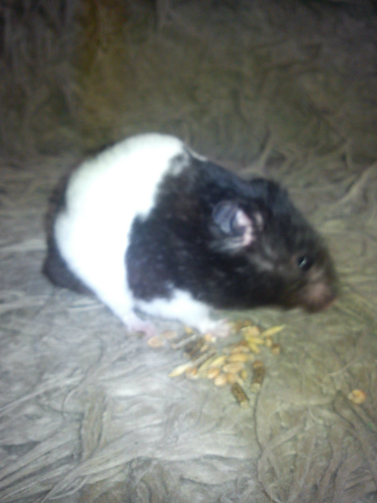 Steeward ;D :)